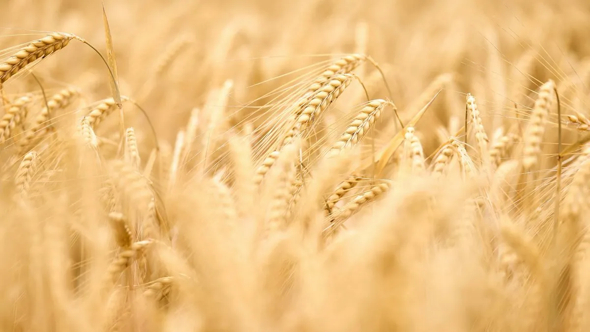 A supplier’s farmland at origin